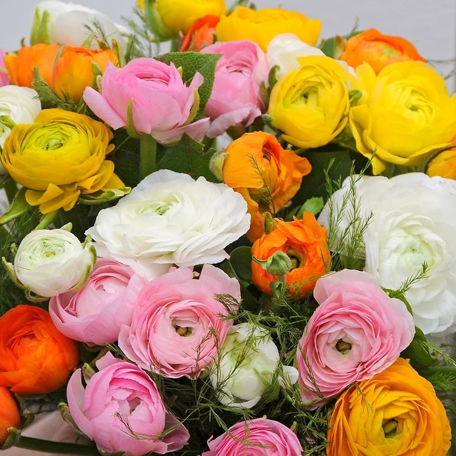 Ranunculus Paeony mixed | Ranunculus