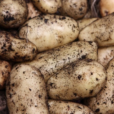 seed potato for summer planting - Scottish basic seed potato