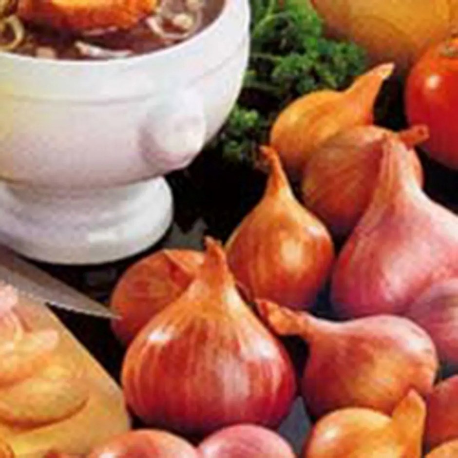 Shallot Red Sun | Red Shallot