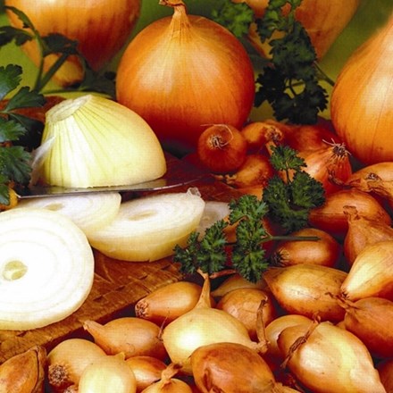 Onion Senshyu Semi-globe Yellow