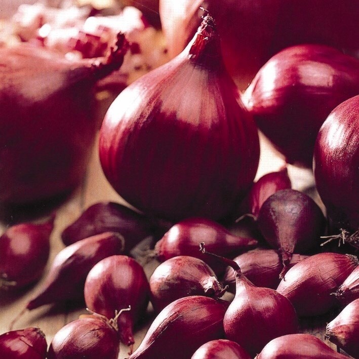 Onion Electric | Red Globe Onion