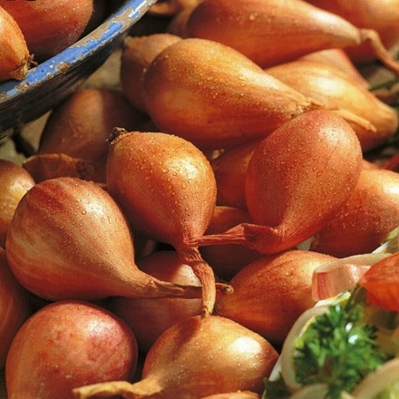 Shallot Jermor | Shallot
