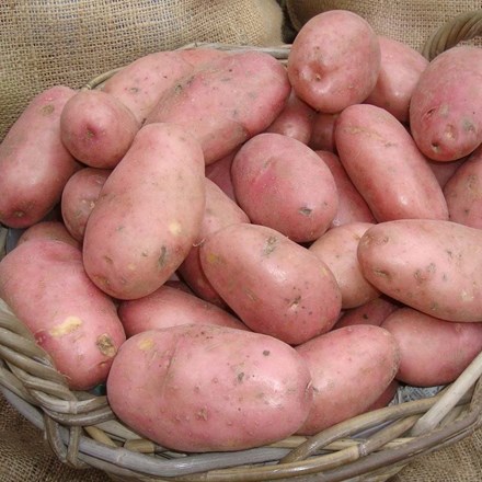 Potato 'Sarpo Mira' (PBR) | Maincrop, Scottish basic seed Potato |