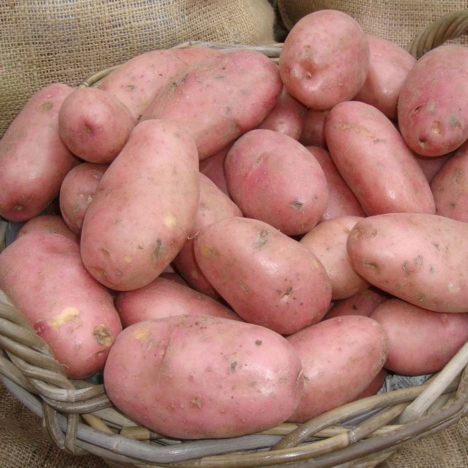 Potato Sarpo Mira | Maincrop | Scottish Basic Seed Potato