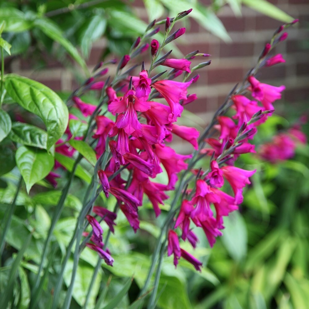 Gladiolus Communis Byzantinus