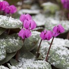 Cyclamen Coum | Sowbread