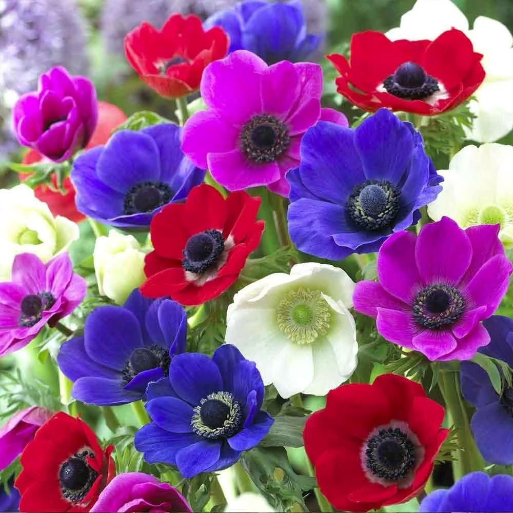Anemone Coronaria De Caen Group Mixed | Garden Anemone