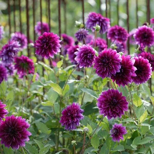 Dahlia Thomas A. Edison | Decorative Dahlia