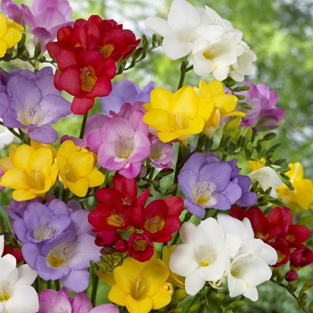Fragrant Freesias Mixed