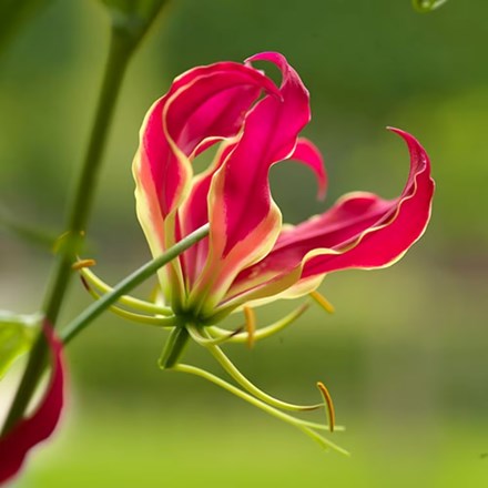 Gloriosa superba Rothschildiana | Glory Lily