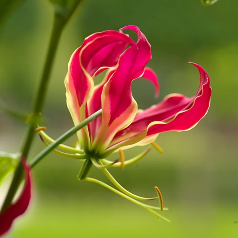 Gloriosa superba Rothschildiana | Glory Lily
