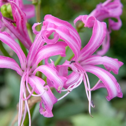 Nerine bowdenii | Bowden Lily