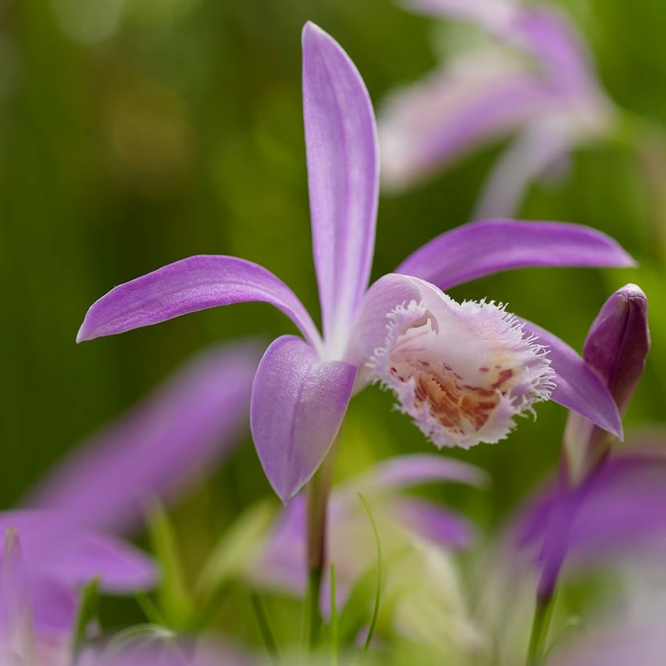 Pleione formosana | Windowsill Orchid