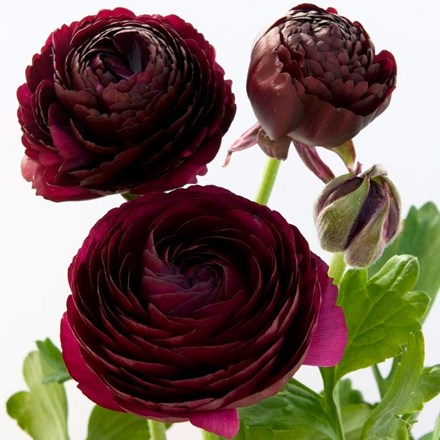 Ranunculus Purple Heart | Ranunculus Bulbs | 20 corms