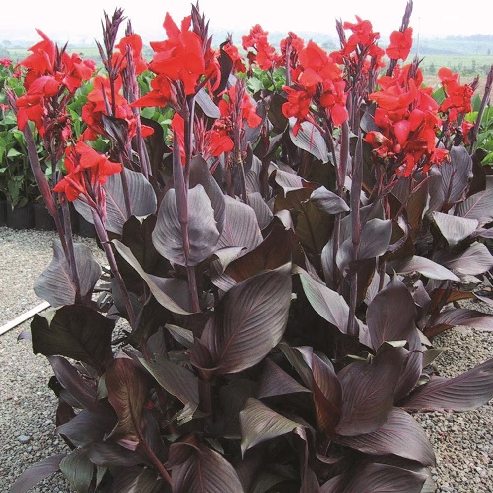 Canna Tropicanna Black | Indian Shot