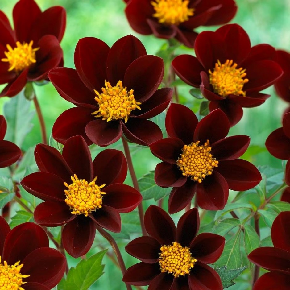 Dahlia Mexican Star | Single-flowered Dahlia