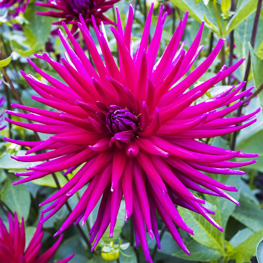 Dahlia Purple Gem | Semi-cactus Dahlia
