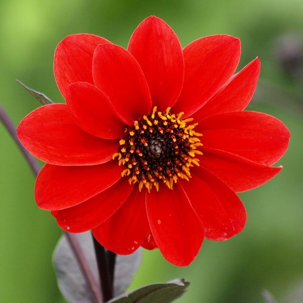 Dahlia Bishop Of Llandaff | Paeony-Flowered Dahlia
