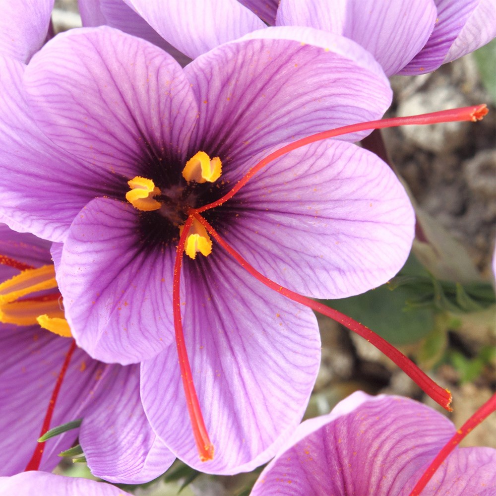 Crocus Sativus | Grow Your Own Saffron
