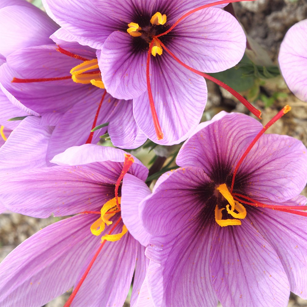 Crocus Sativus | Grow Your Own Saffron