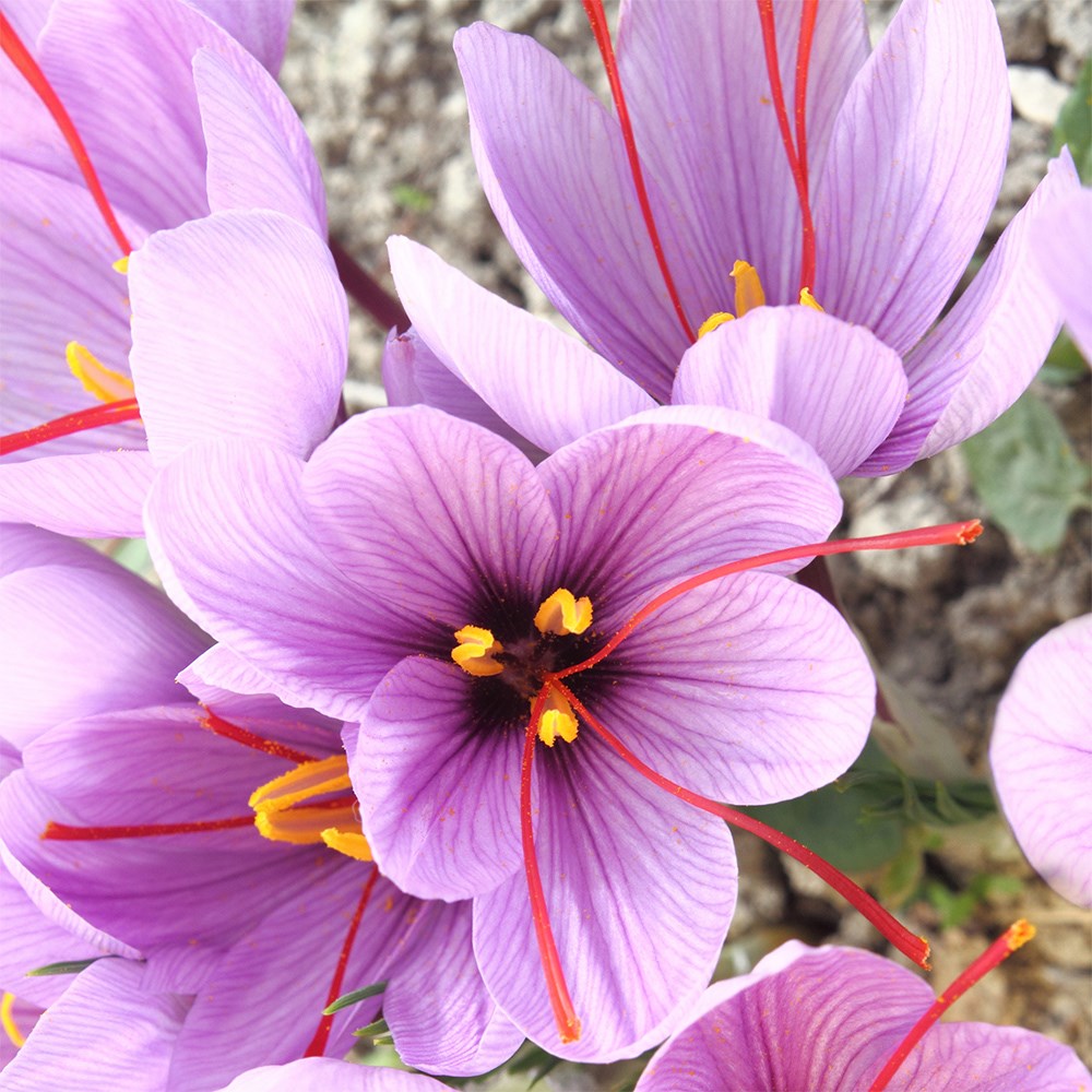 Crocus Sativus | Grow Your Own Saffron