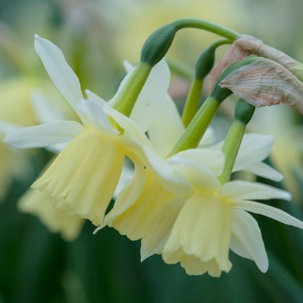 Narcissus Lemon Drops | Triandrus Daffodil