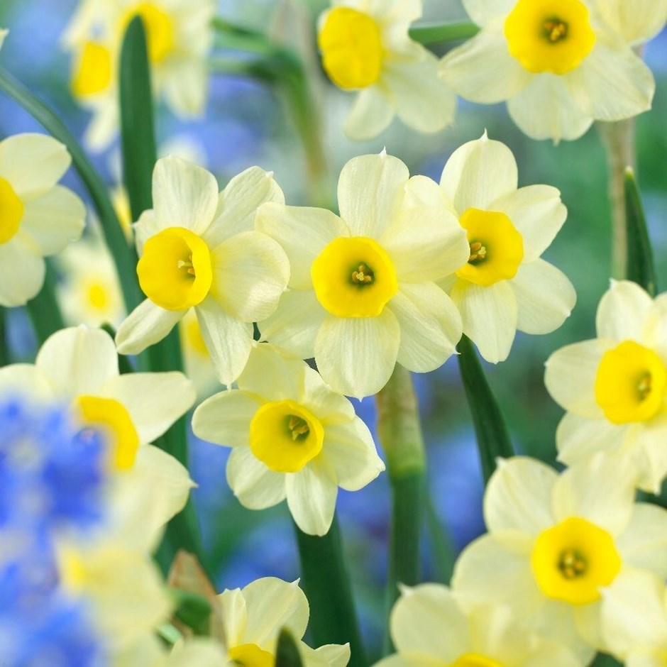 Narcissus Minnow | Tazetta Daffodils