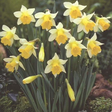 Narcissus Topolino | Trumpet Daffodil