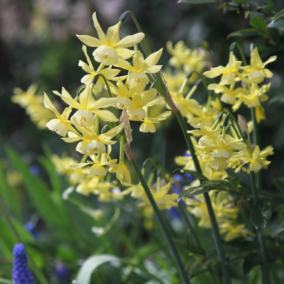 Narcissus Hawera | Triandrus Daffodil