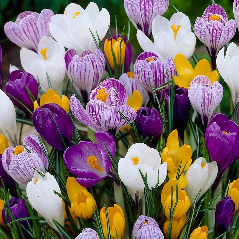 Crocus Mixed Colours | Large Flowering Crocus