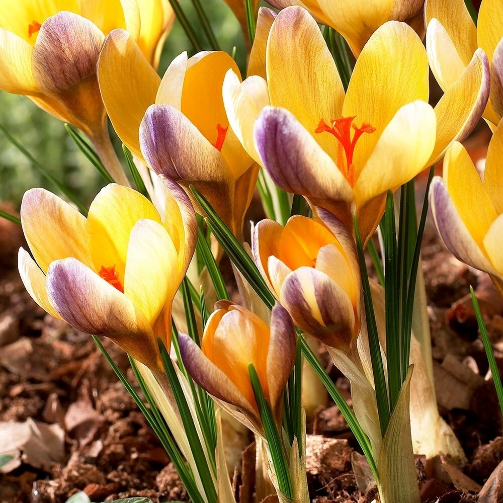 Crocus Advance | Crocus