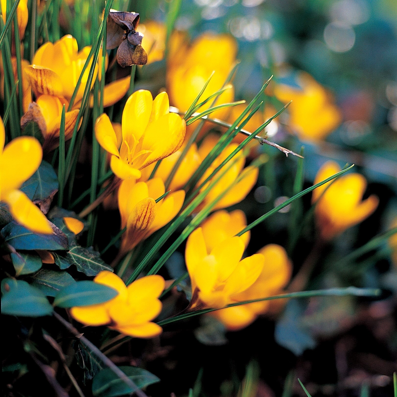 Crocus Chrysanthus Fuscotinctus | Species Crocus 