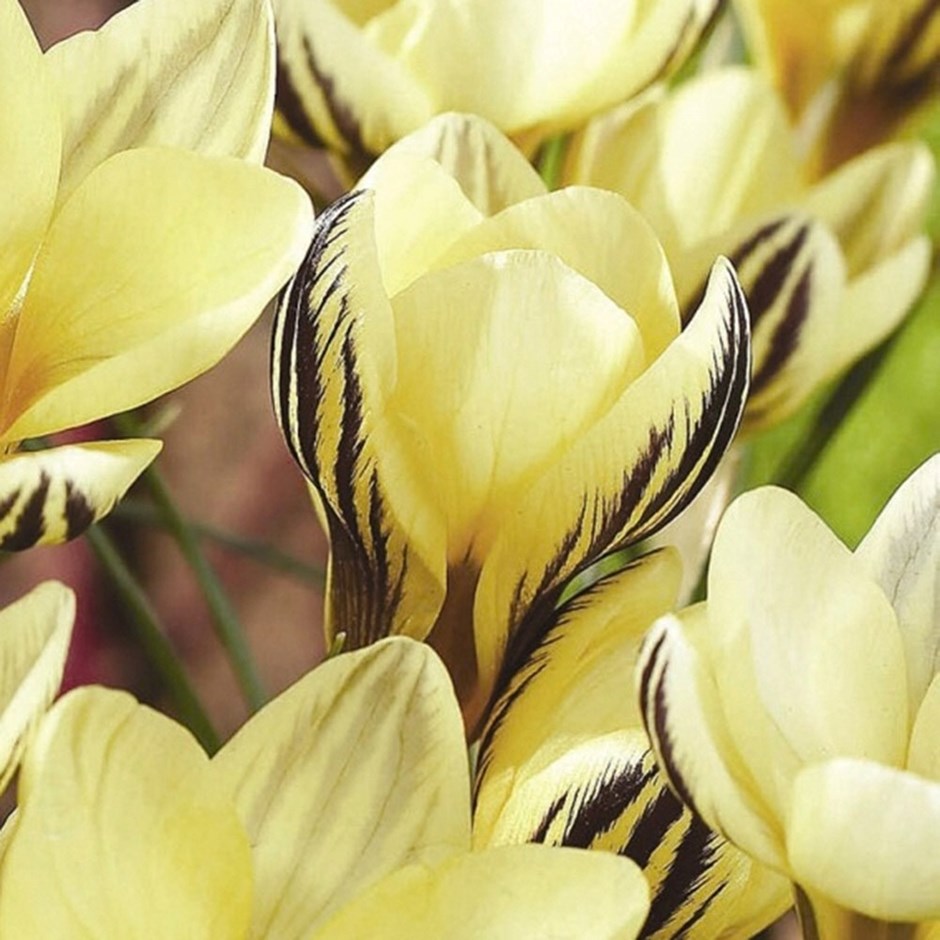 Crocus Gipsy Girl | Crocus | 20 bulbs