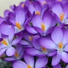 Crocus Tommasinianus Whitewell Purple | Early Flowering Species Crocus