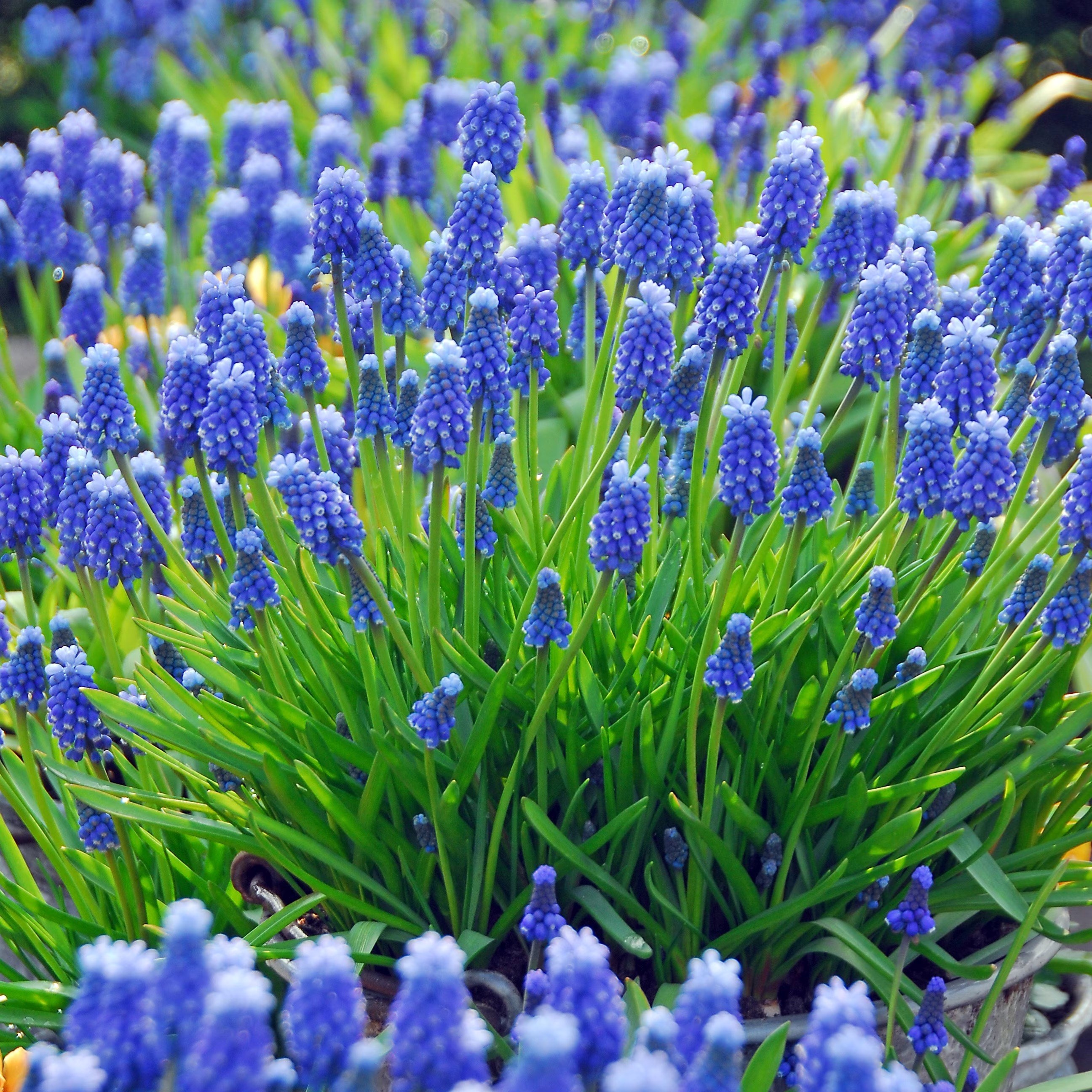 Muscari Armeniacum | Grape Hyacinth