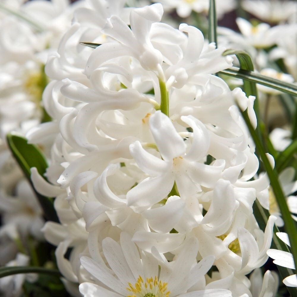 Hyacinthus Orientalis Carnegie | Hyacinth
