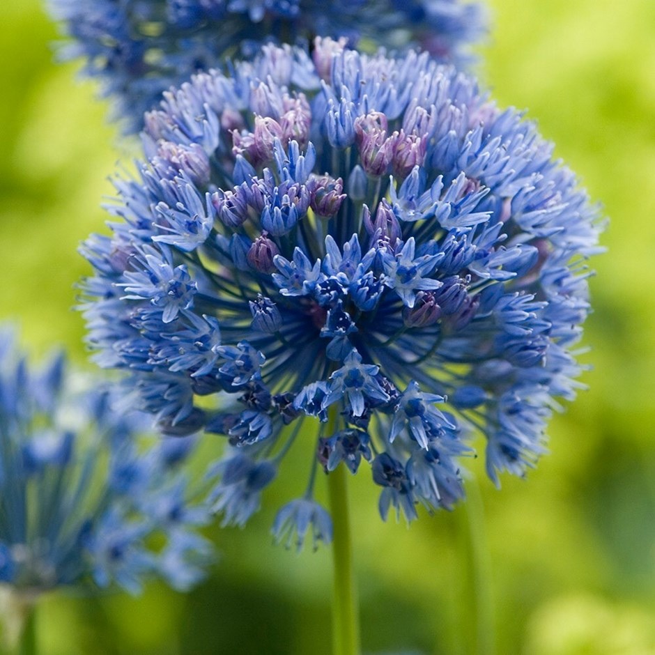Allium Caeruleum | Blue Allium