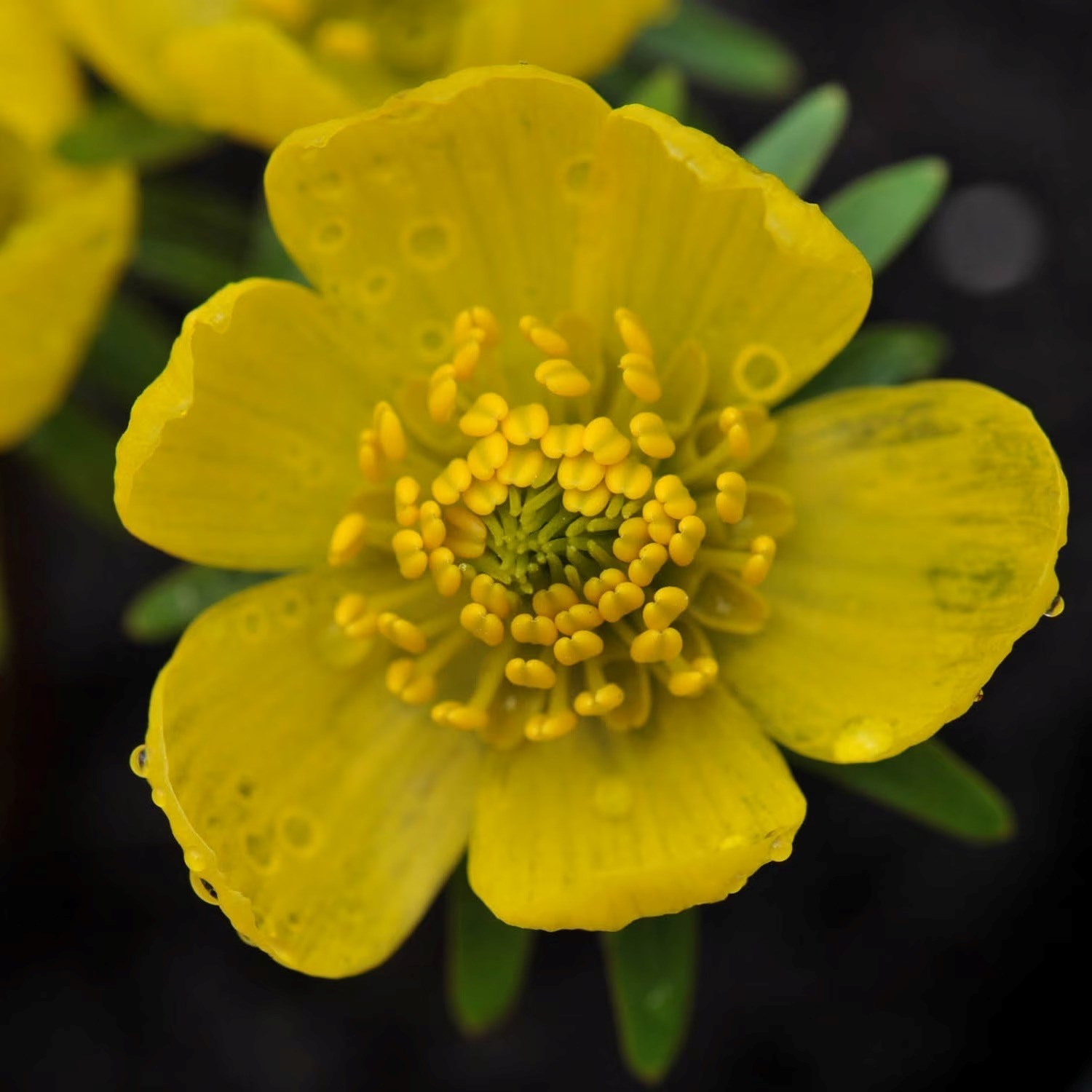 Eranthis Cilicica | Winter Aconite
