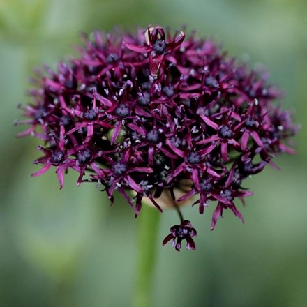 Allium Atropurpureum | Ornamental Onion