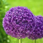 Allium Giganteum | Ornamental Onion