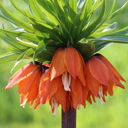 Fritillaria Imperialis Rubra | Crown Imperial