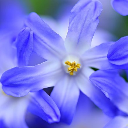 Scilla Blue Giant | Glory of the Snow | Chionodoxa