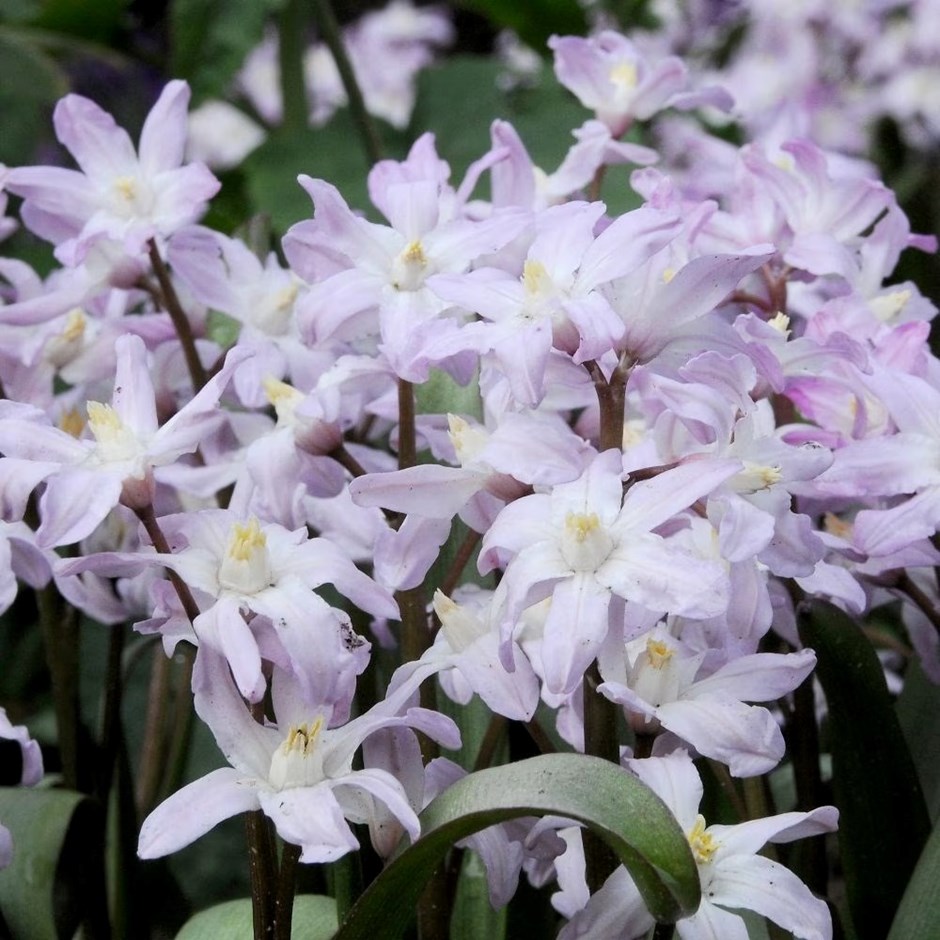 Scilla Pink Giant | Glory of the Snow | Chionodoxa