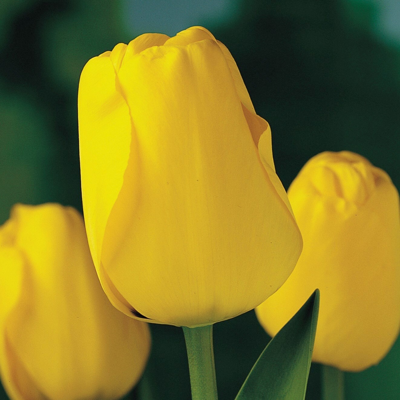 Tulipa Golden Apeldoorn | Darwin Hybrid Tulip