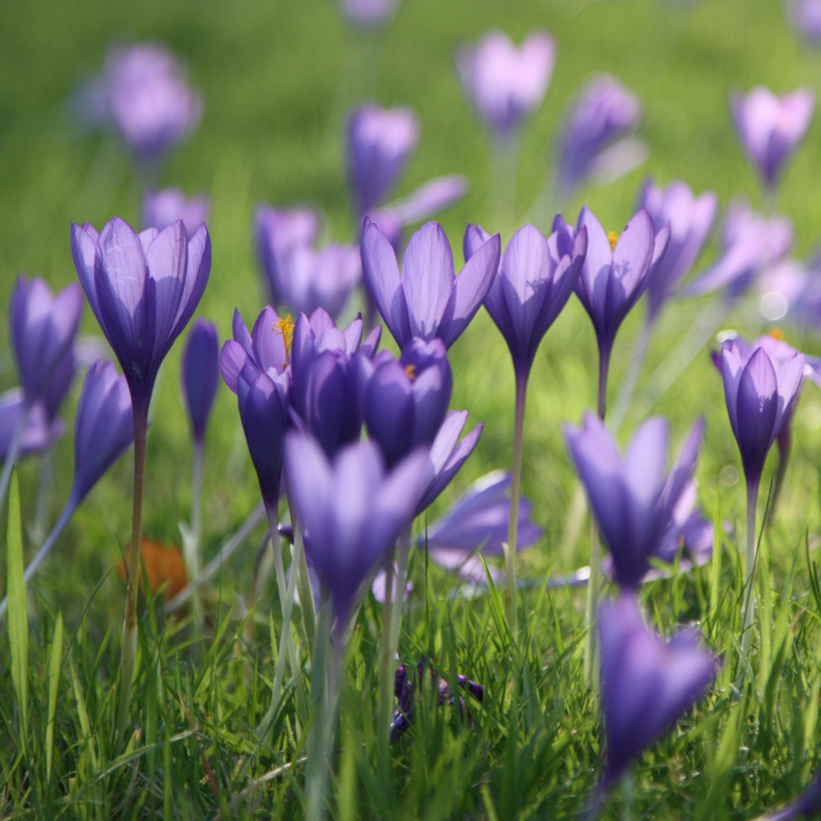 Crocus Speciosus Conqueror | Autumn Crocus
