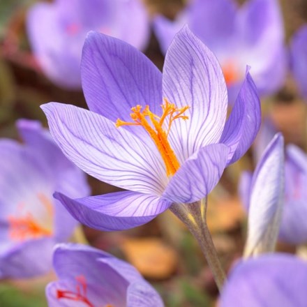 Crocus Speciosus | Autumn Crocus