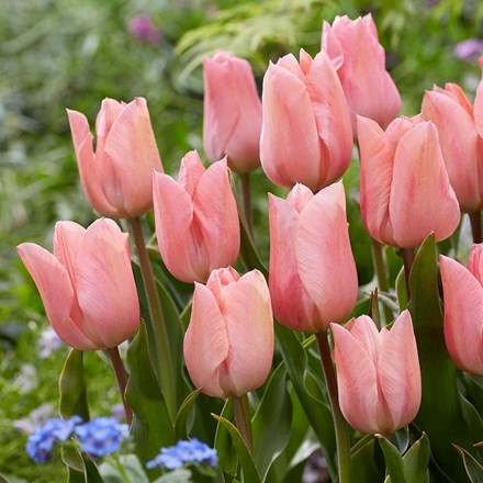 Tulipa Apricot Beauty | Single Early Tulip