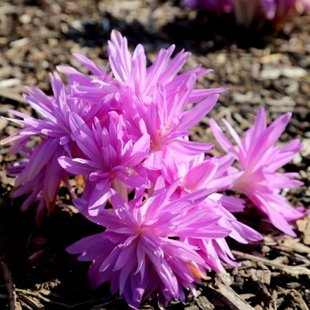Colchicum Waterlily | Autumn Crocus or Naked Ladies