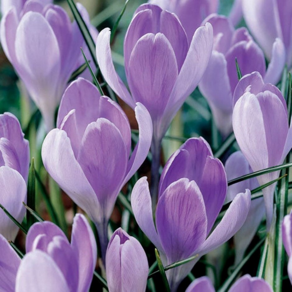 Crocus Vanguard | Large Flowering Crocus