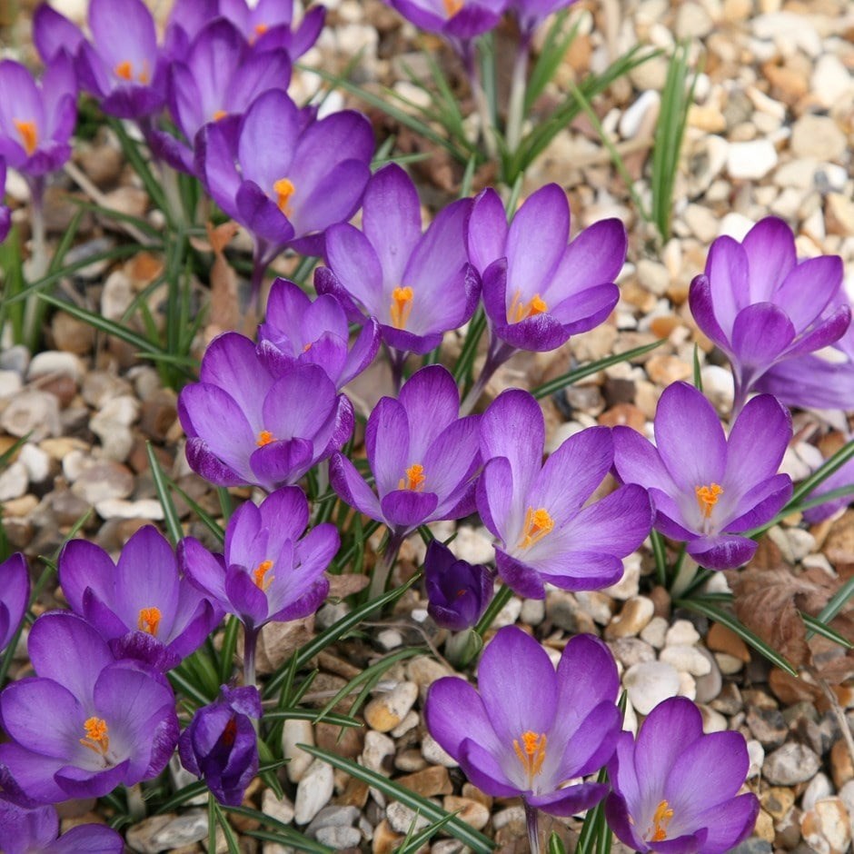 Crocus Ruby Giant